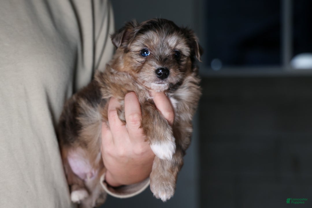 Mini Aussiedoodle dogs for sale: Gunner - Ad 22
