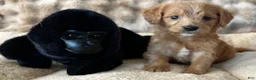Goldendoodle dogs for sale: Gabby - Ad 1