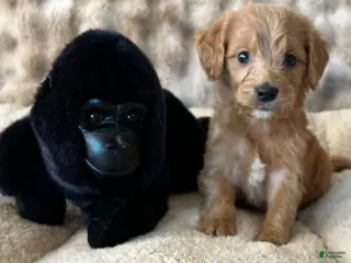 Goldendoodle dogs Gabby - Ad 6