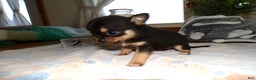 Chihuahua dogs for sale: Chihuahua Puppy 2 Charman - Ad 3