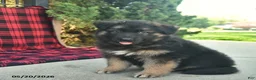 Mixed Breed dogs for sale: Ralph  - Ad 3