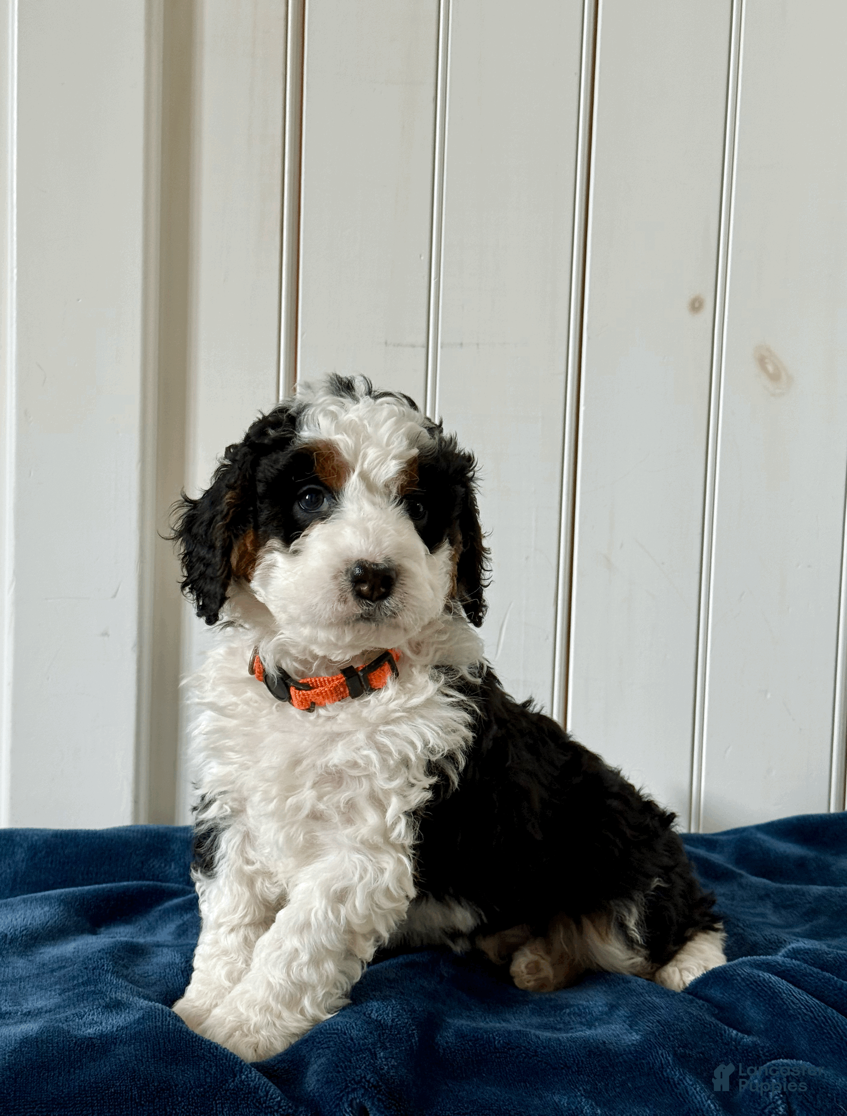 Mini Bernedoodle dogs Bruno - Ad 2
