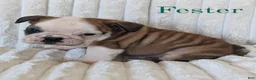 English Bulldog dogs for sale: AKC Fester  - Ad 4