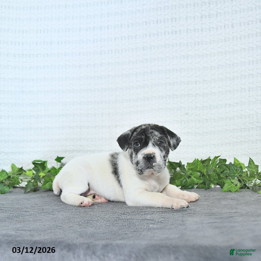 Mini Hippo dogs Caris - Ad 1