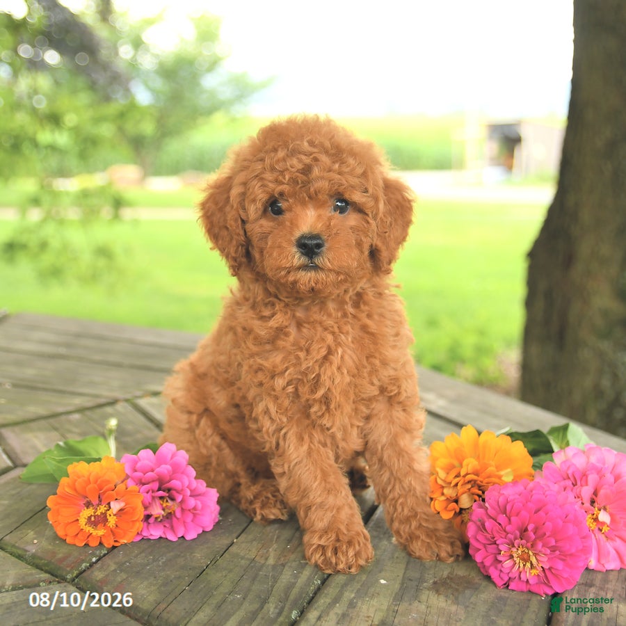 Toy Poodle dogs Oakley - Ad 1