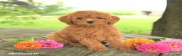 Toy Poodle dogs for sale: Oakley - Ad 1