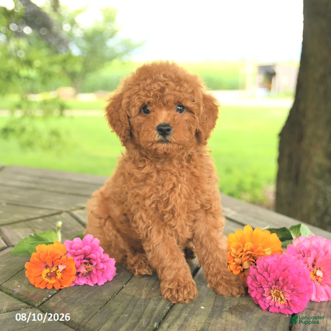 Toy Poodle dogs for sale: Oakley - Ad 1