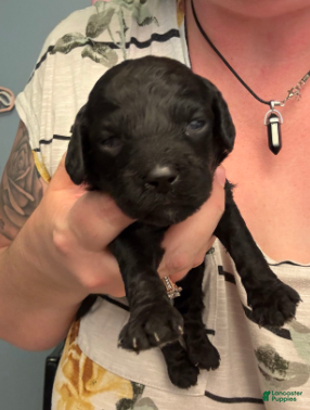 Cavapoo dogs Noelle - Ad 5