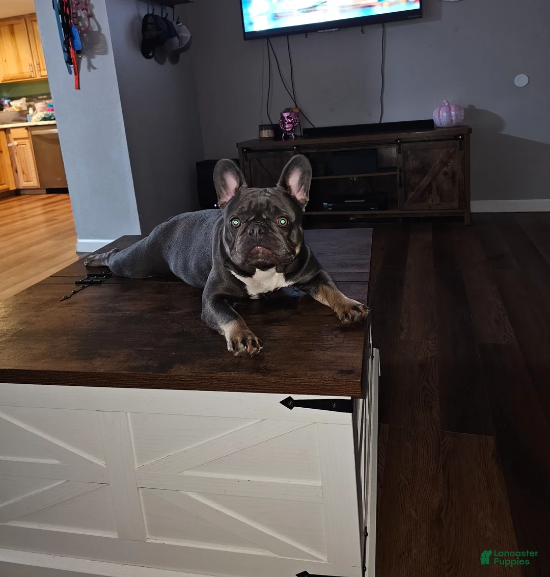 French Bulldog dogs for sale: French Bulldog Puppy 5 - Ad 2