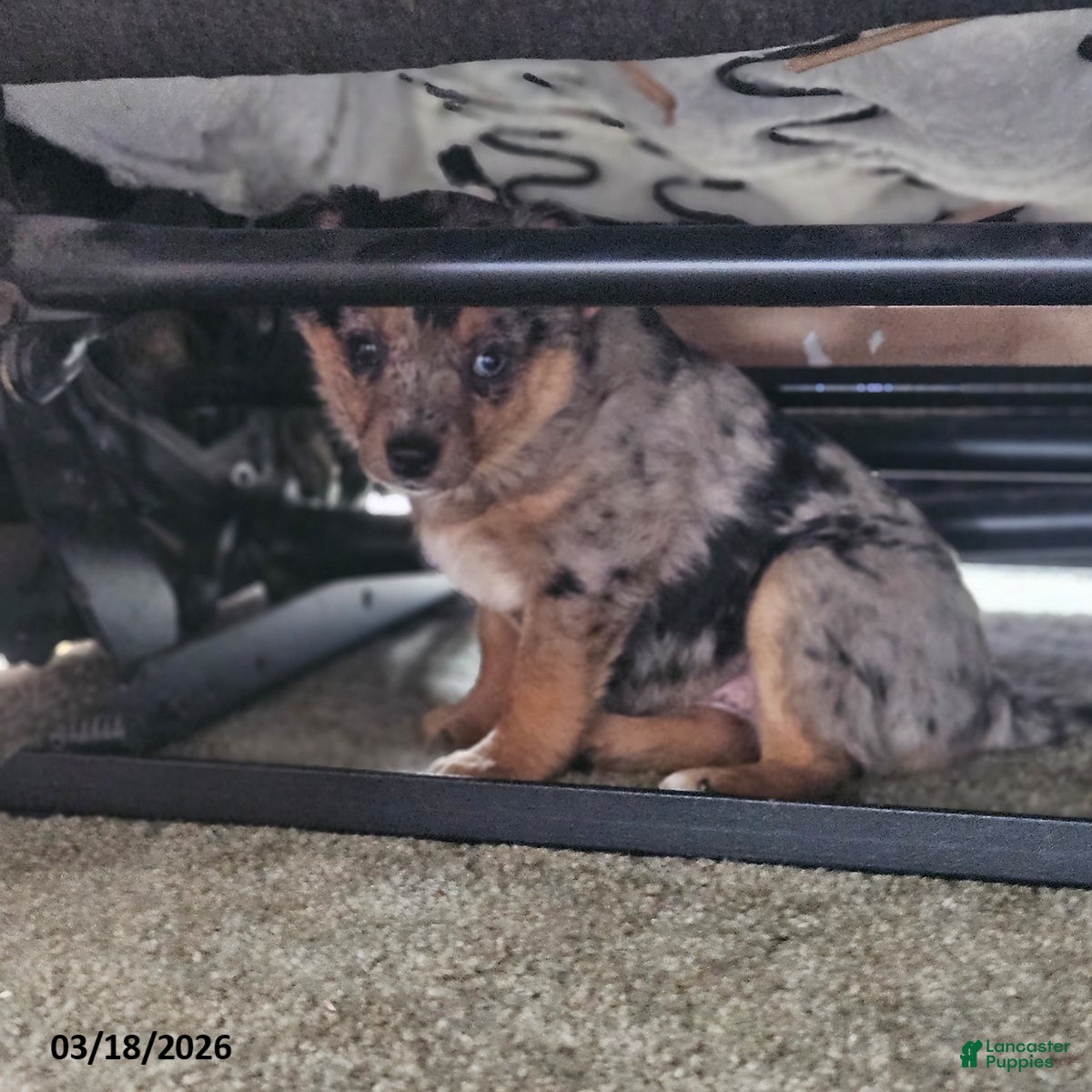 Mixed Breed dogs Siggy - Ad 2