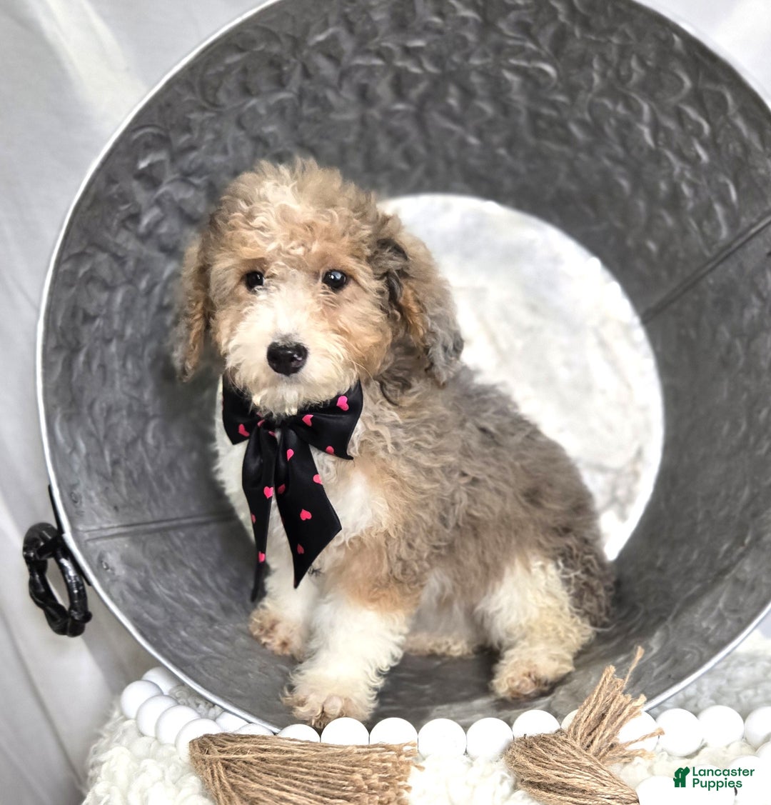 Mini Sheepadoodle dogs for sale: Jess - Ad 2