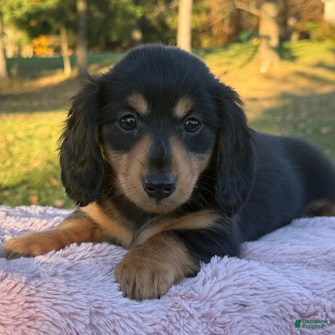 Miniature Dachshund dogs for sale: Etta - Ad 2