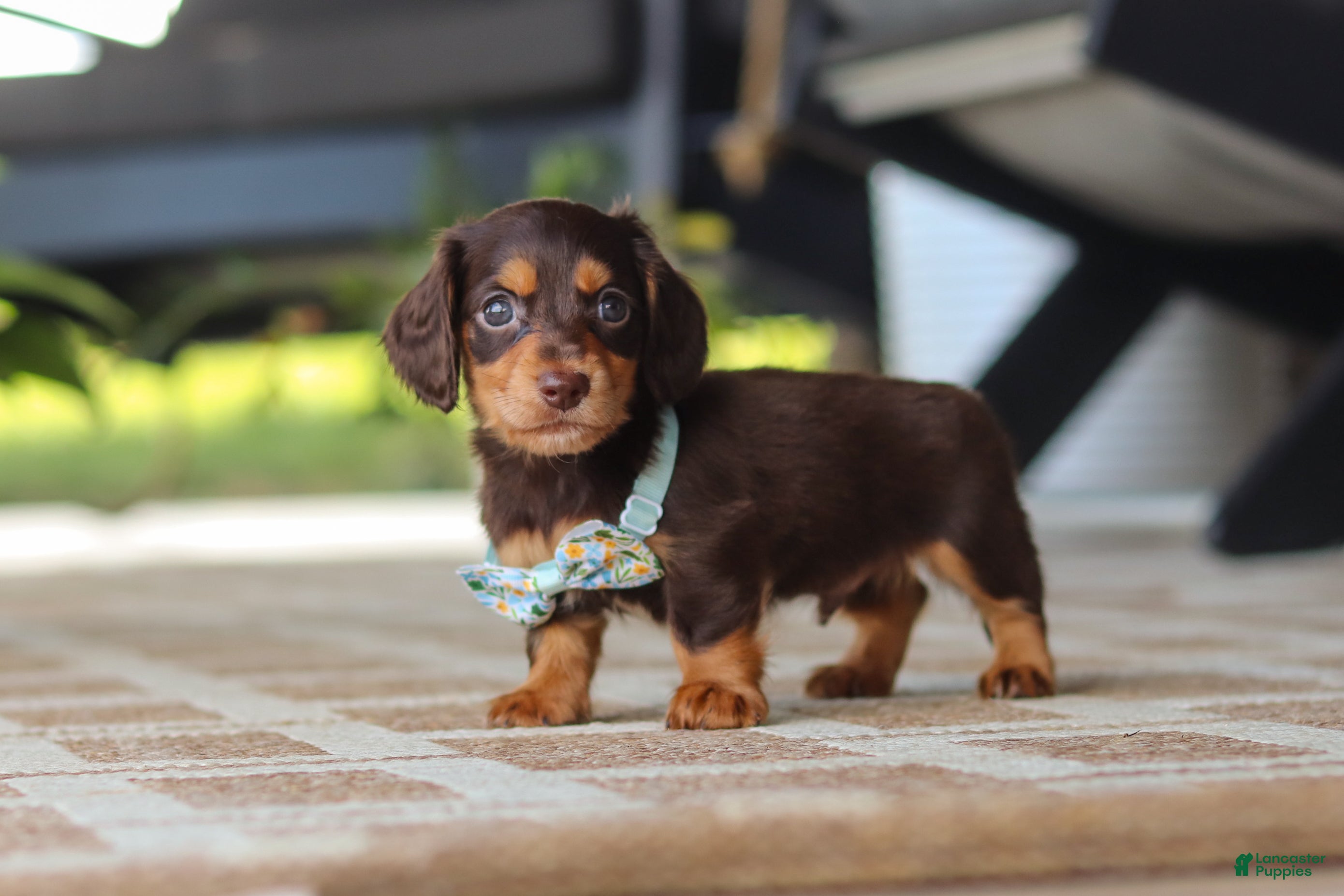 Miniature Dachshund dogs Warren - Ad 2