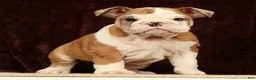 English Bulldog dogs for sale: Liberty - Ad 4
