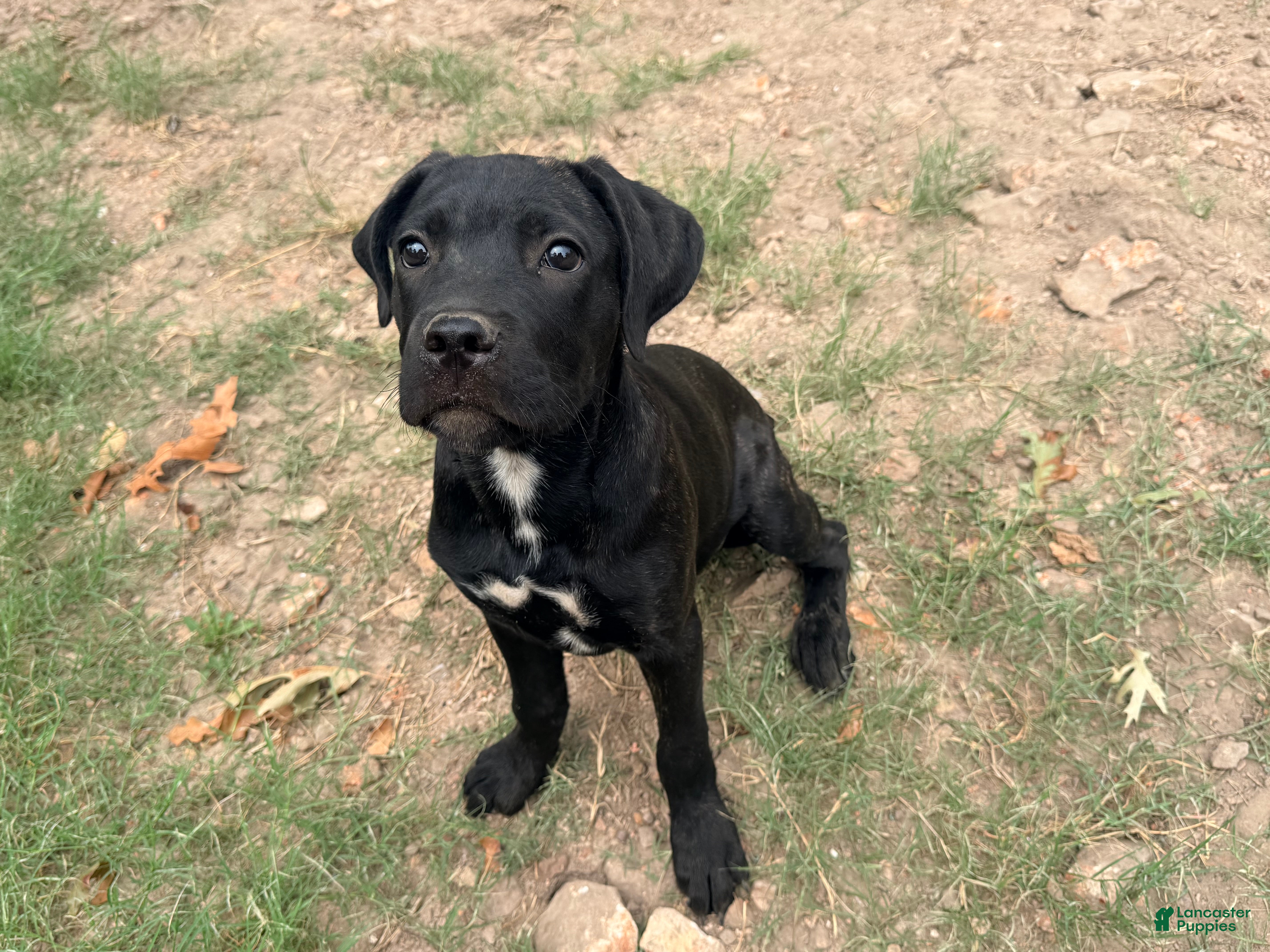Cane Corso dogs **Age Reduction** Crowley AKC  - Ad 27