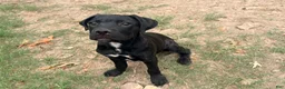 Cane Corso dogs for sale: **Age Reduction** Crowley AKC  - Ad 1
