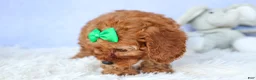 Cavapoo dogs for sale: TRAVIS - Ad 15