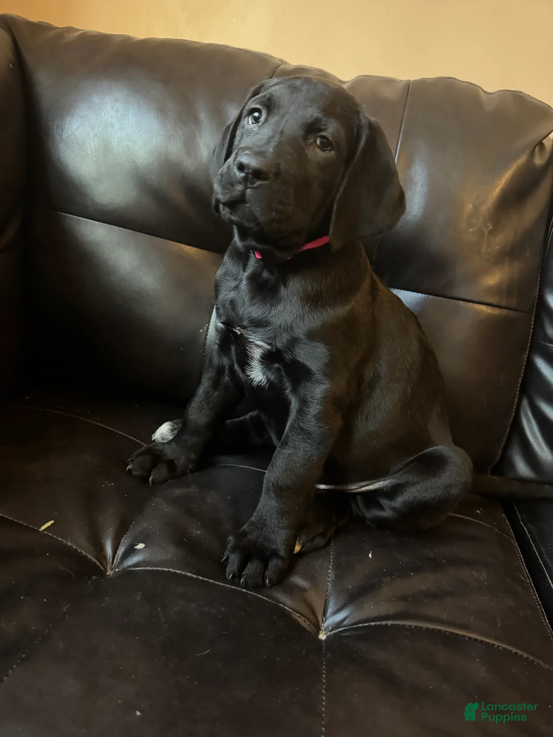 Mixed Breed dogs for sale: Dark Pink collar - Ad 2