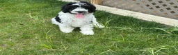 Bernedoodle dogs for sale: Bash  - Ad 5