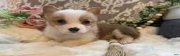 Welsh Corgi Pembroke dogs for sale: Scout - Ad 7