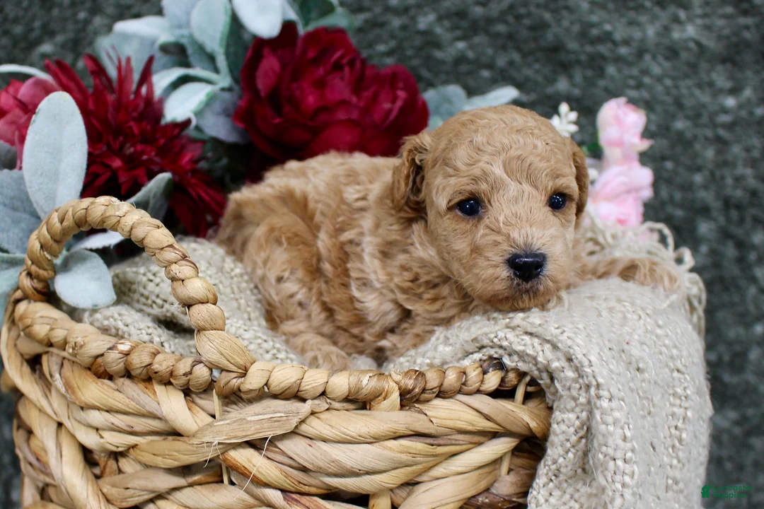 Miniature Poodle dogs for sale: Poppy- AKC Mini Poodle Girl in NC - Ad 1