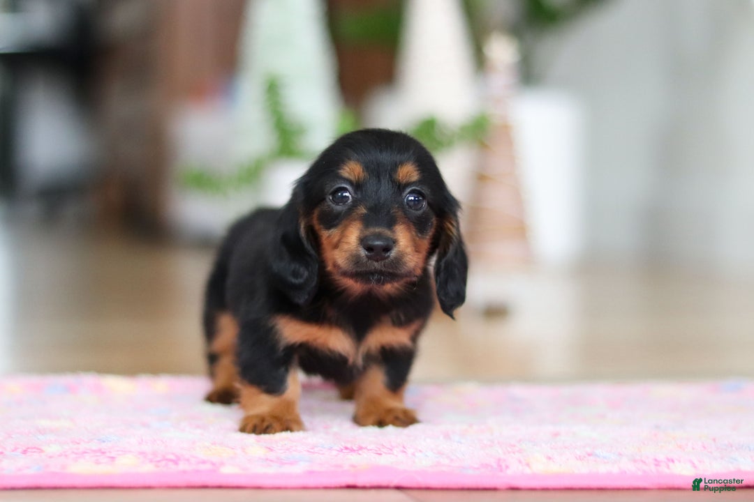 Miniature Dachshund dogs for sale: Mariah - Ad 8