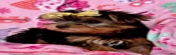 Yorkshire Terrier dogs for sale: Joyce - Ad 3