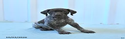 German Shorthaired Pointer dogs for sale: Carson - Ad 3