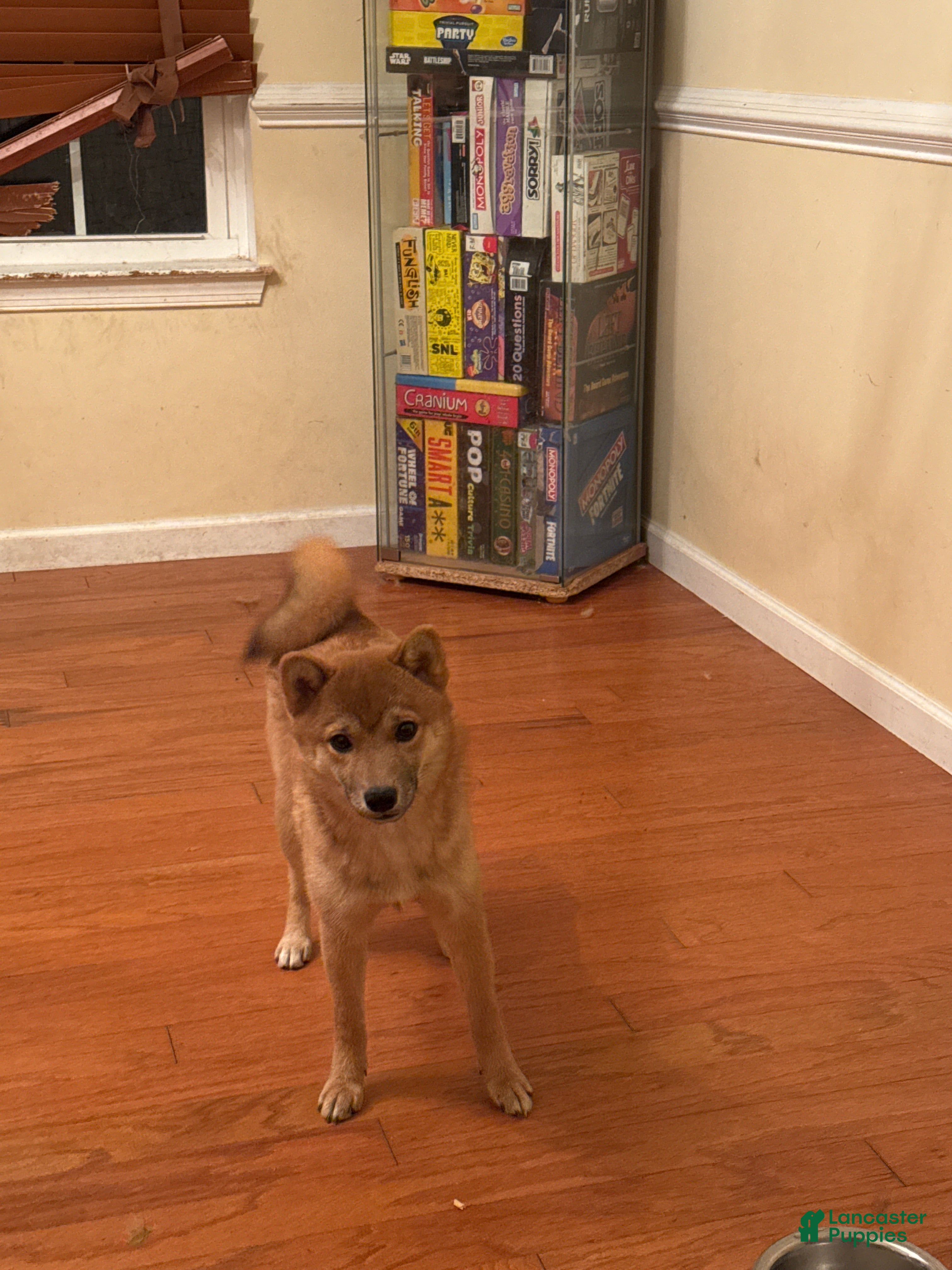 Shiba Inu dogs for sale: Shiba Inu Puppy 2 - Ad 3