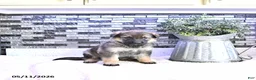 German Shepherd dogs for sale: Brynn - Ad 2