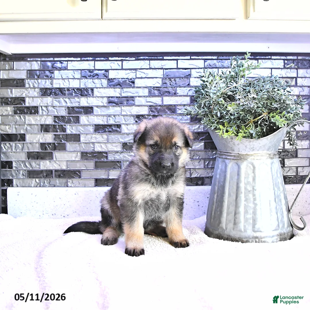 German Shepherd dogs for sale: Brynn - Ad 2