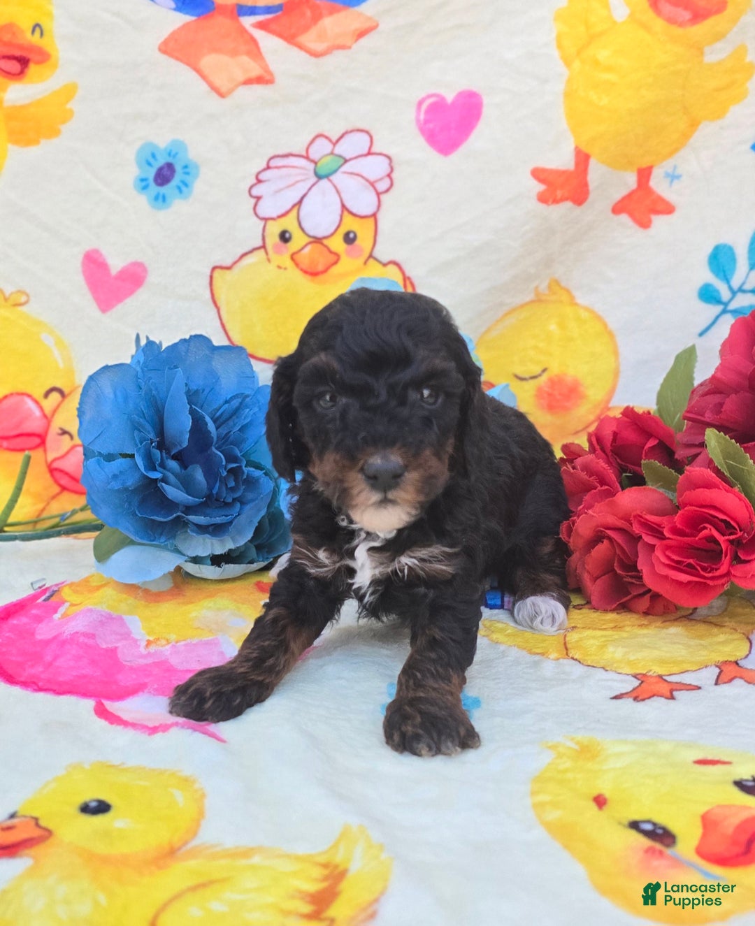 Cavapoo dogs for sale: Memo - Ad 5