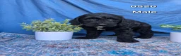 Mini Goldendoodle dogs for sale: Mini Goldendoodle Puppy 2 - Ad 1