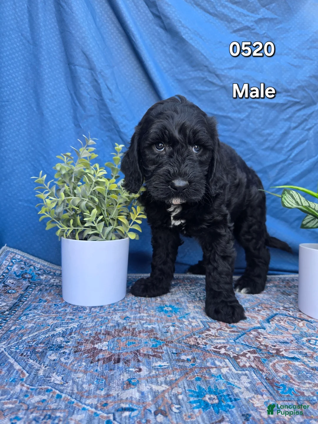 Mini Goldendoodle dogs for sale: Mini Goldendoodle Puppy 2 - Ad 1
