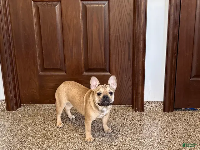 French Bulldog dogs for sale: Sandy - Ad 1