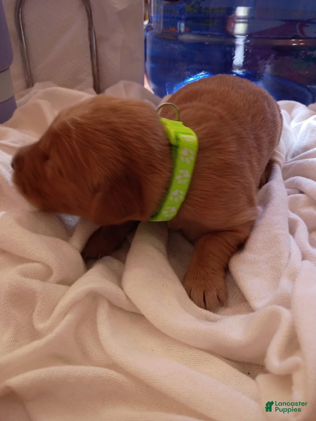 Golden Retriever dogs for sale: Golden Retriever Female 6 - Ad 2