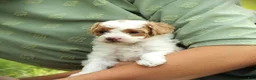 Bichpoo dogs for sale: Raleigh - Ad 4