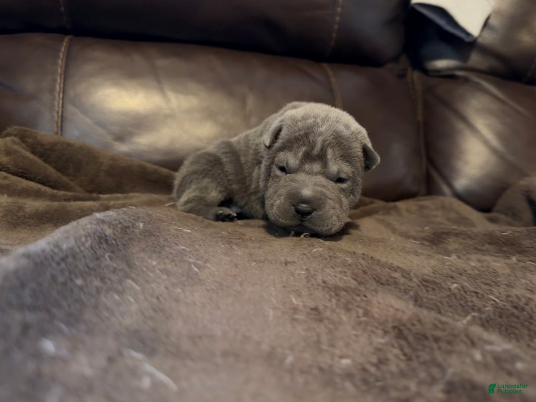 Shar Pei dogs for sale: Sylvia - Ad 4