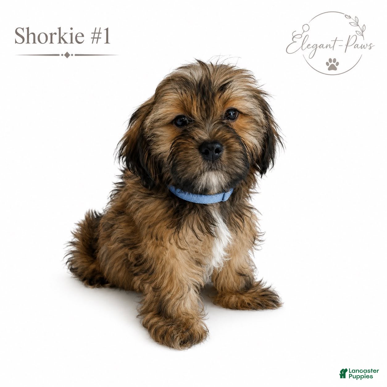 Shorkie dogs Shorkie 1 - Ad 30