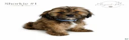 Shorkie dogs for sale: Shorkie 1 - Ad 1