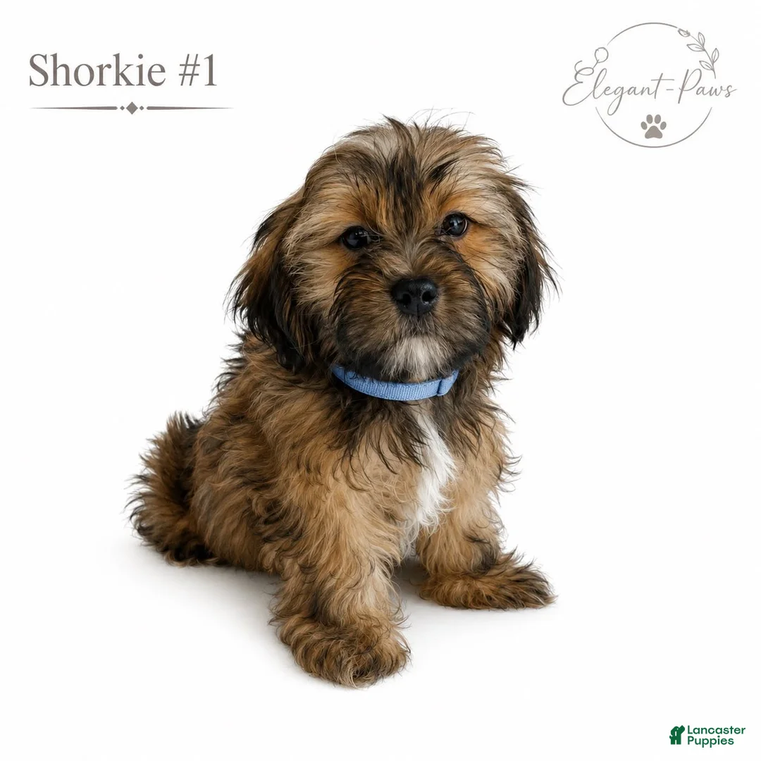Shorkie dogs for sale: Shorkie 1 - Ad 1