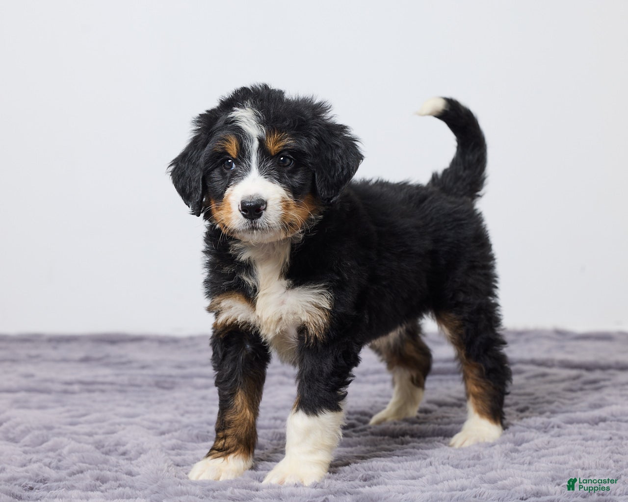 Bernedoodle dogs Kelly - Ad 2