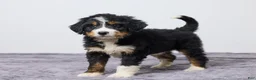 Bernedoodle dogs for sale: Kelly - Ad 2