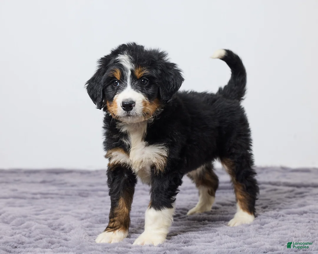 Bernedoodle dogs for sale: Kelly - Ad 2