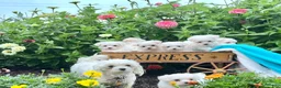 Maltese dogs for sale: Tater ❤️AKC Genetic Tested 5/6lb Parents🐾Text or call - Ad 3