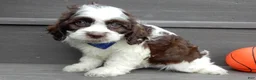 Cockapoo dogs for sale: Cockapoo Puppy 1 - Ad 5