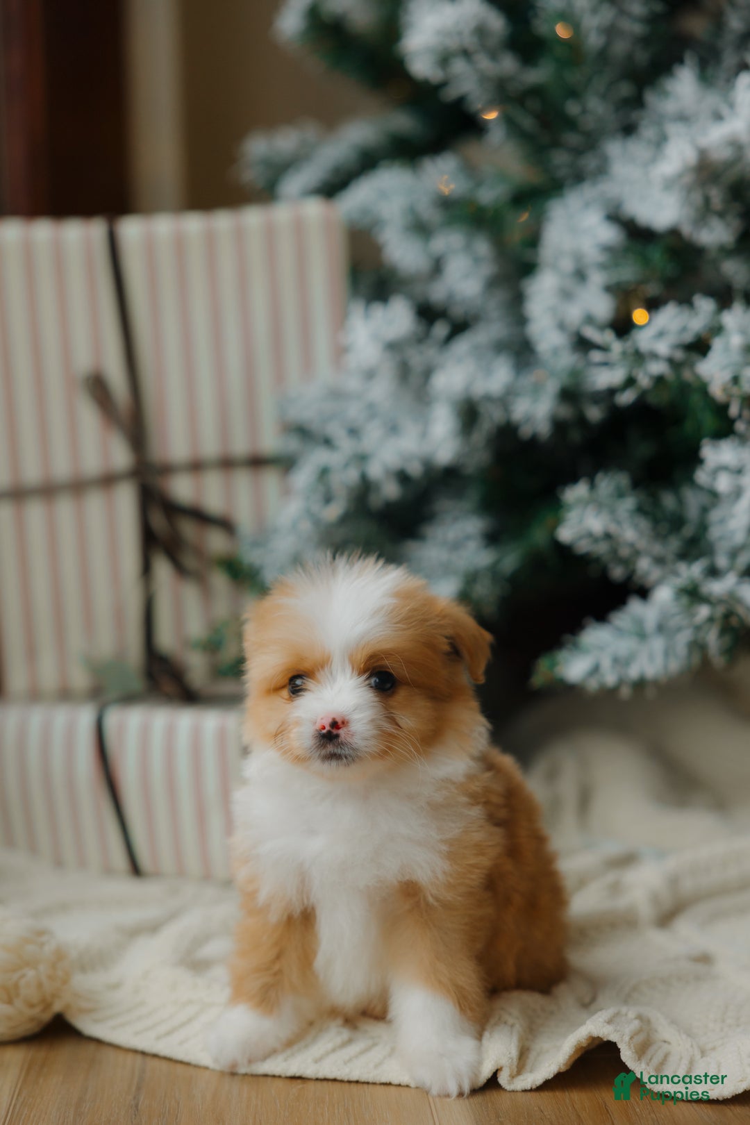 Mixed Breed dogs for sale: Honey Bear  - Ad 3