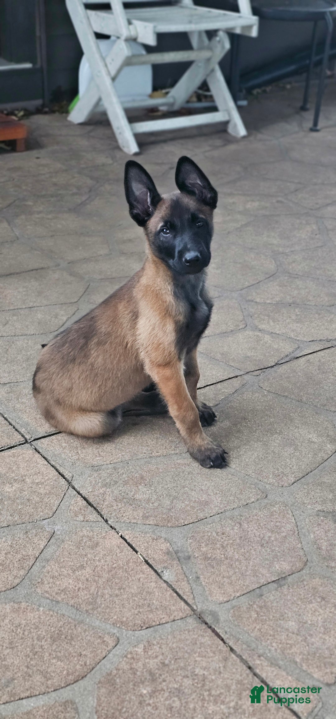 Belgian Malinois dogs for sale: "Min Ho" Belgian Malinois - Ad 2