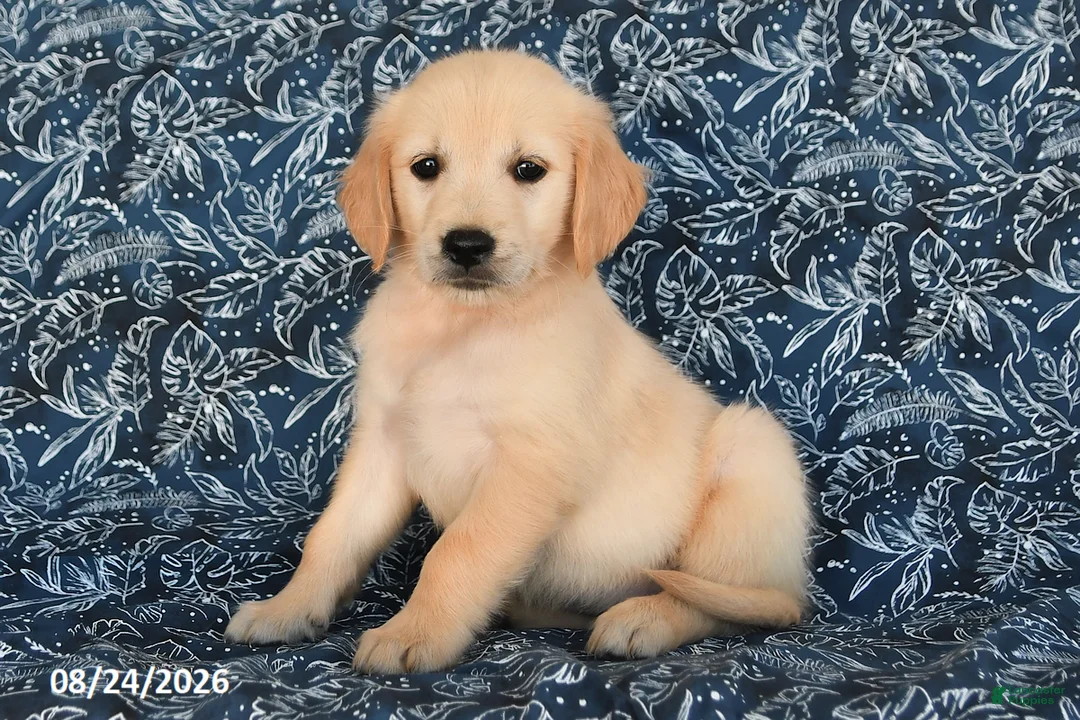 Golden Retriever dogs for sale: Rayna - Ad 1