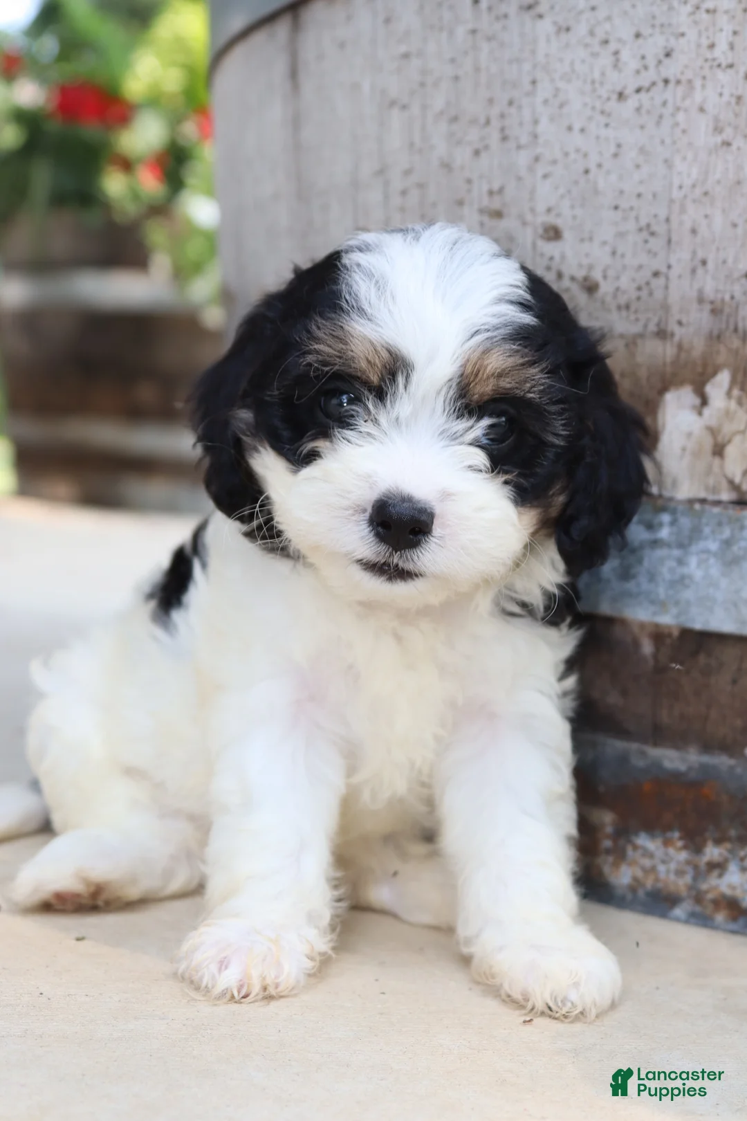 Cavapoo dogs for sale: Andouille - Ad 1